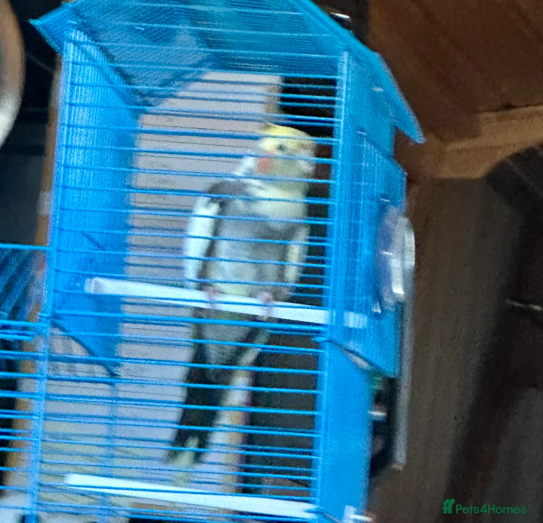 Cockatiels birds for sale: Cockatiel  in Burton-on-Trent - Advert 2