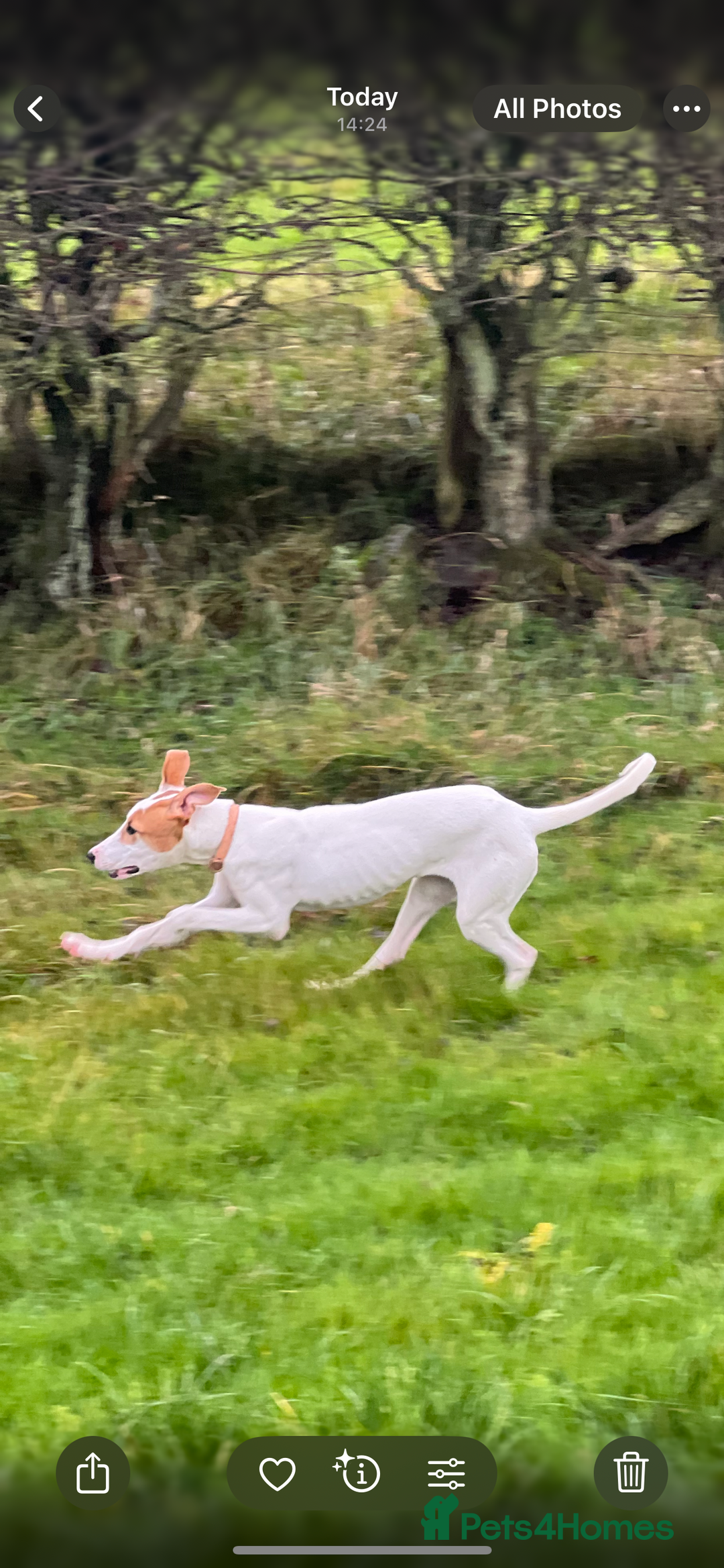 Mixed Breed dogs for sale: Cali  - Advert 3