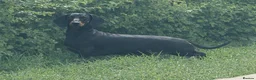 Dachshund dogs for sale: Beautiful KC reg, standard dachshund puppies  - Advert 12