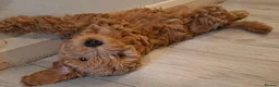 Cockapoo dogs for sale: Beautiful Red F1b Male Cockapoo - Advert 4