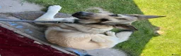 German Shepherd dogs for sale: Gold sable KC German Shepherd male - Advert 3
