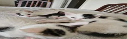 Mixed Breed cats for sale: Adorable kittens for sale  - Advert 26