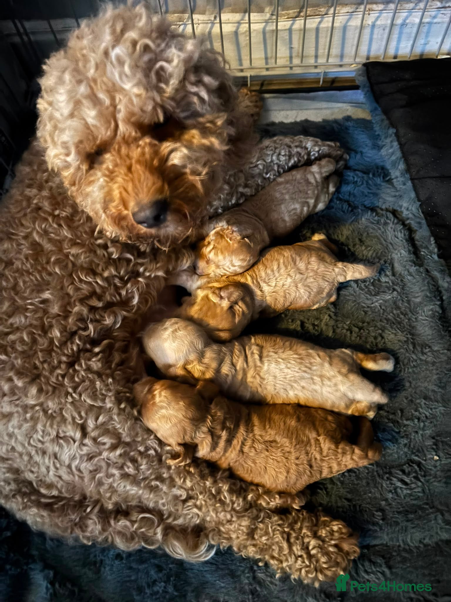 Cockapoo dogs ***BEAUTIFUL F2 COCKAPOOS*** - Advert 2
