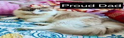 Ragdoll cats for sale: Stunning Ragdoll Kittens Looking for Forever Homes - Advert 6