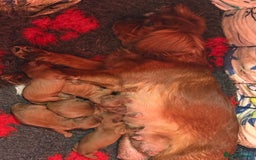 Cavapoo dogs for sale: Stunning Red F1 Cavapoo’s  - Image 3