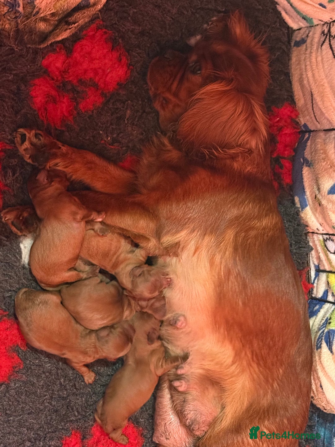 Cavapoo dogs for sale: Stunning Red F1 Cavapoo’s  - Image 3
