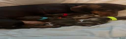 Miniature Dachshund dogs for sale: 4 beautiful short haired miniature dachshunds  - Advert 10