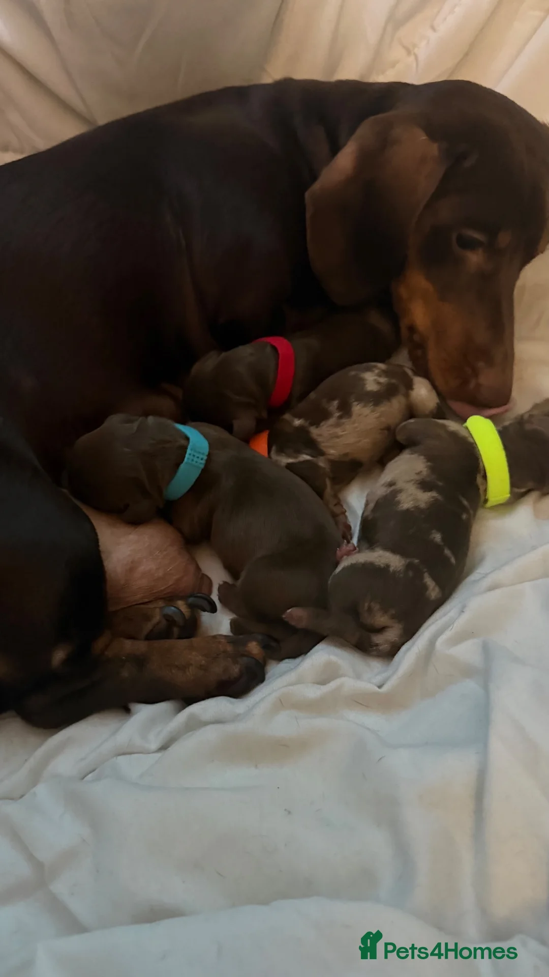Miniature Dachshund dogs for sale: 4 beautiful short haired miniature dachshunds  - Advert 10