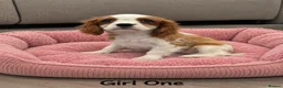 Cavalier King Charles Spaniel dogs for sale: *** KC REG DNA CLEAR CAVALIER KING CHARLES**  - Advert 6