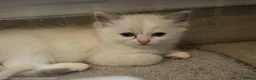 Ragdoll cats for sale: Stunning ragdoll kittens - Advert 9