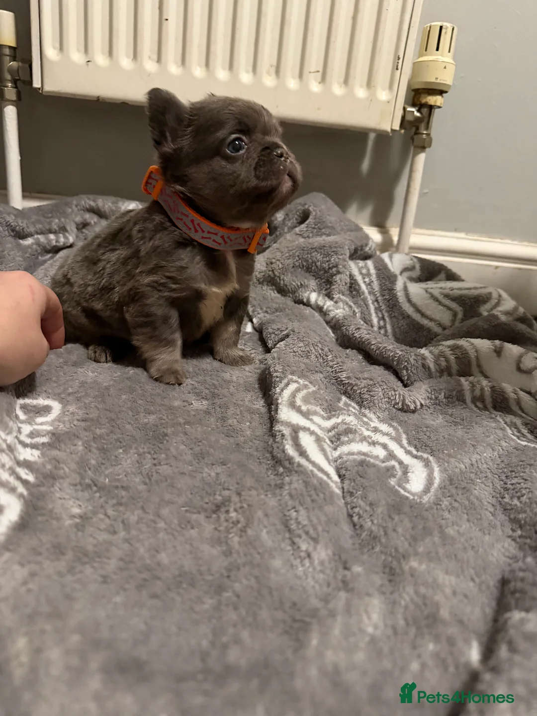 French Bulldog dogs for sale: French bulldogs  - Advert 12