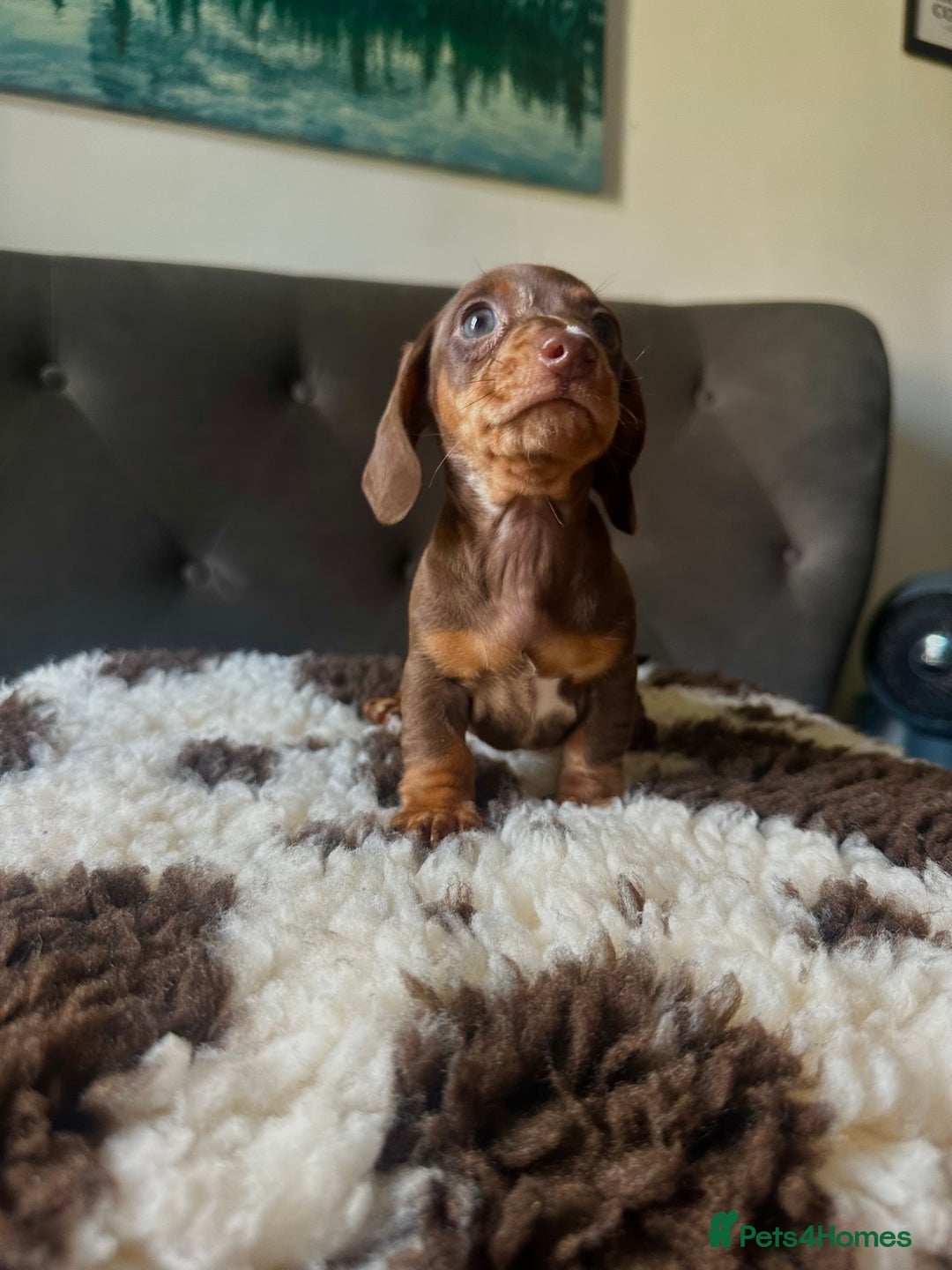 Miniature Dachshund dogs for sale: Short-haired Miniature Dachshunds  - Image 8