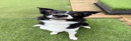 Border Collie dogs for sale: Gentle active pet border collie - Advert 5