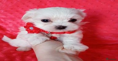 Maltese dogs Maltese puppies.Ready to leave 25.11  - Advert 15