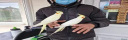 Budgerigars birds for sale: Super hand tamed baby budgies for sale  - Advert 4