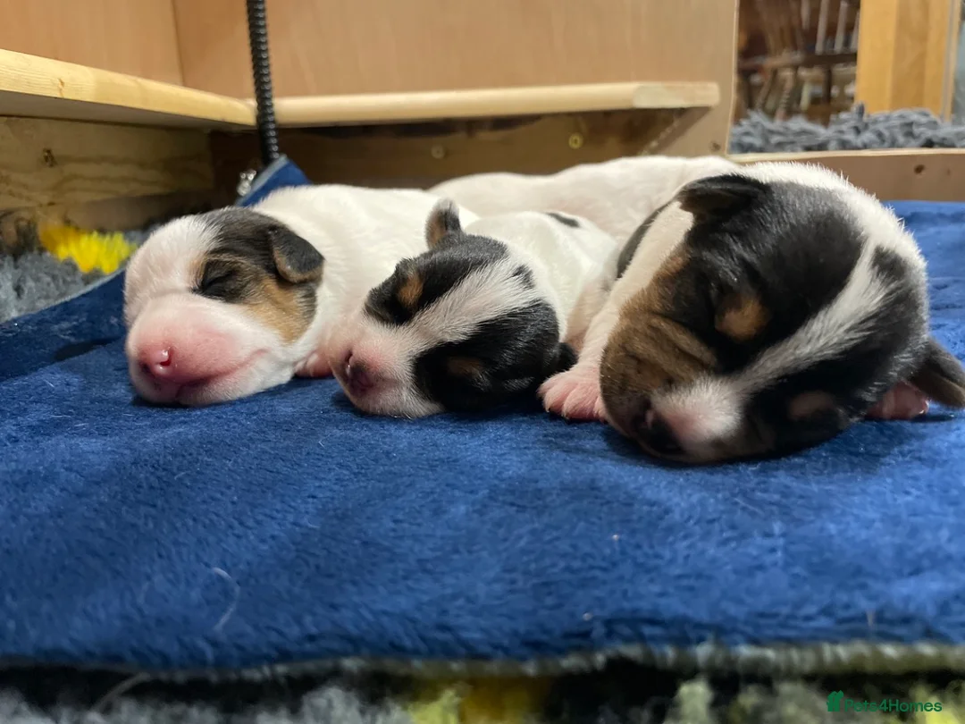 Parson Russell dogs for sale: Parson Terrier Puppies - rough coated - Advert 7