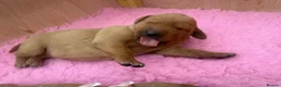 Labrador Retriever dogs for sale: Beautiful Fox Red Labrador Puppies in Wellington - Advert 7