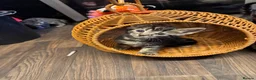 Bengal cats for sale: One Marble Bengal Female Remaining - Advert 10