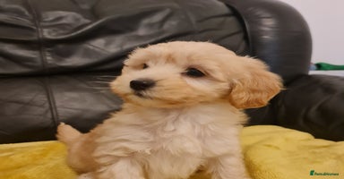 Maltipoo dogs - Advert 3