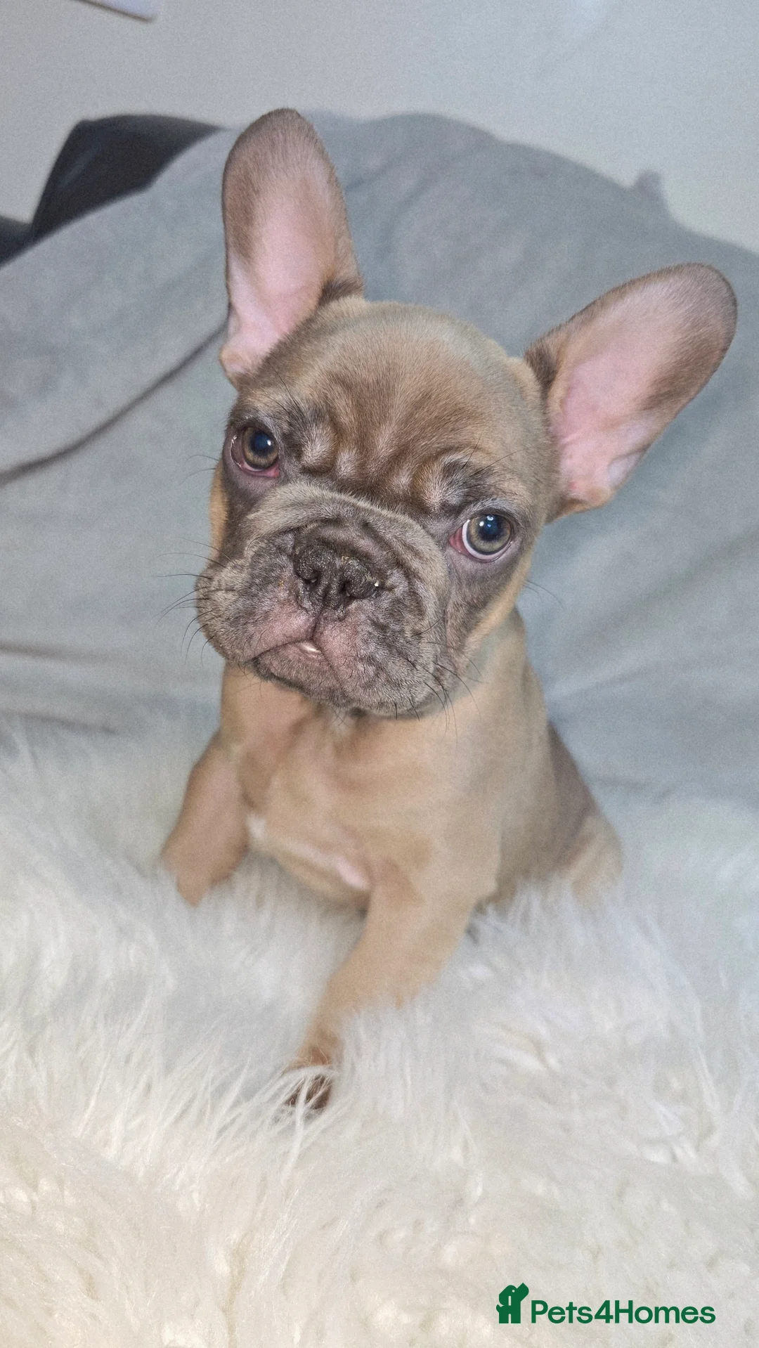 French Bulldog dogs for sale:  french bulldog puppies ( ready now )  - Advert 17