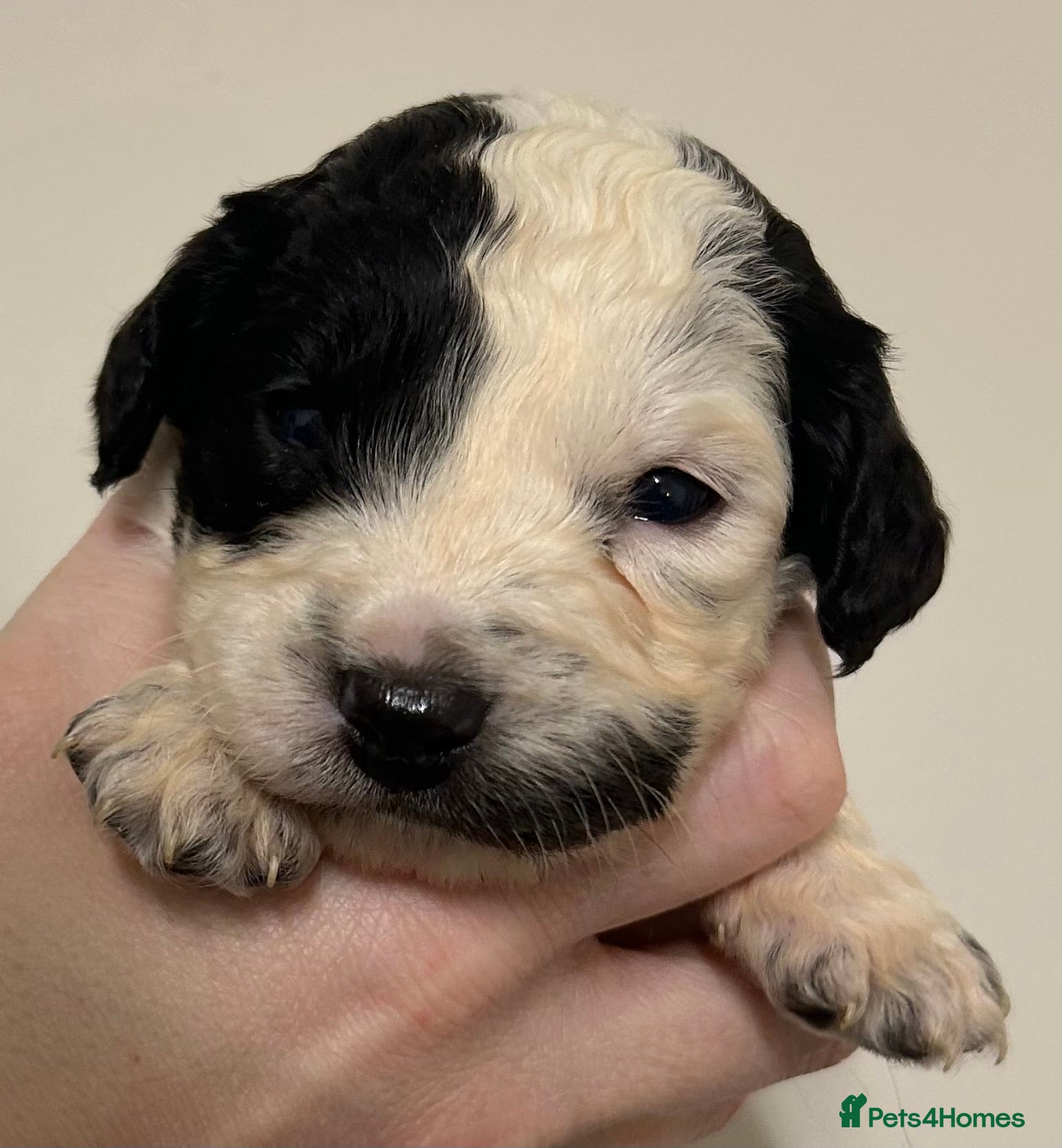 Cockapoo dogs Beautiful F2 Cockapoo puppies 🏡🐶  - Advert 10