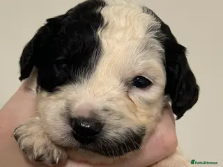 Cockapoo dogs Beautiful F2 Cockapoo puppies 🏡🐶 - Advert 18