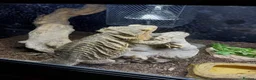 Bearded Dragon reptiles for sale: Bearded Dragon and Complete Vivarium Setup in Yarm - Advert 8