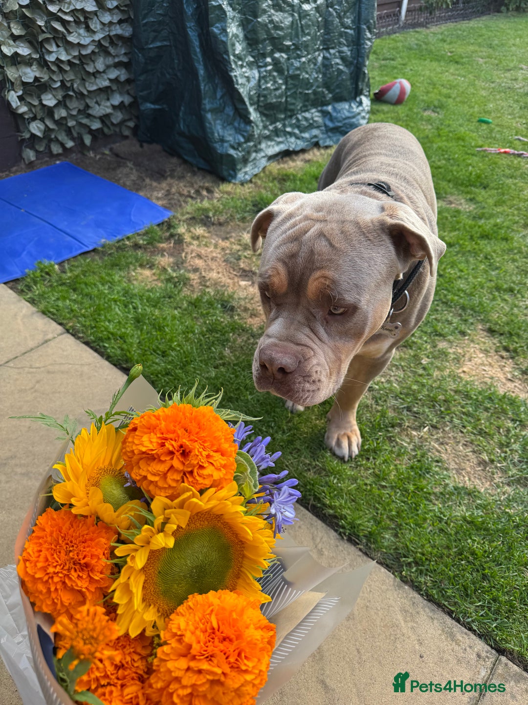 Olde English Bulldogge dogs for sale: Old English in need of a loving home  - Advert 13