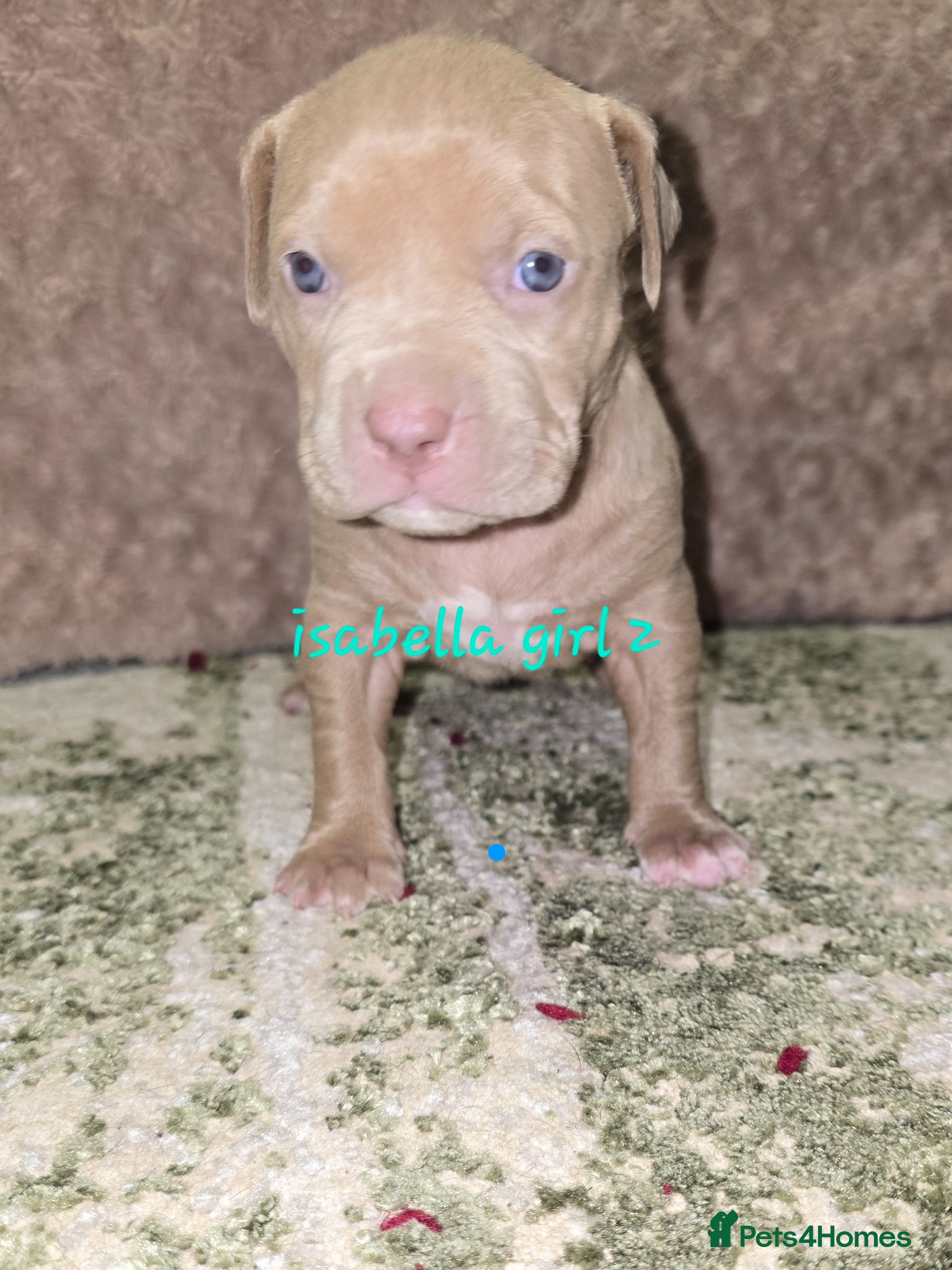 American Bulldog dogs American bulldog puppies - Advert 2