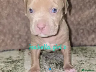 American Bulldog dogs American bulldog puppies - Advert 7