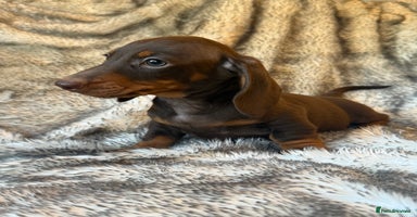 Dachshund dogs - Advert 6