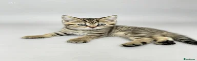 British Shorthair 2