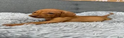 Hungarian Vizsla dogs for sale: Beautiful Kc registered litter available  - Advert 19