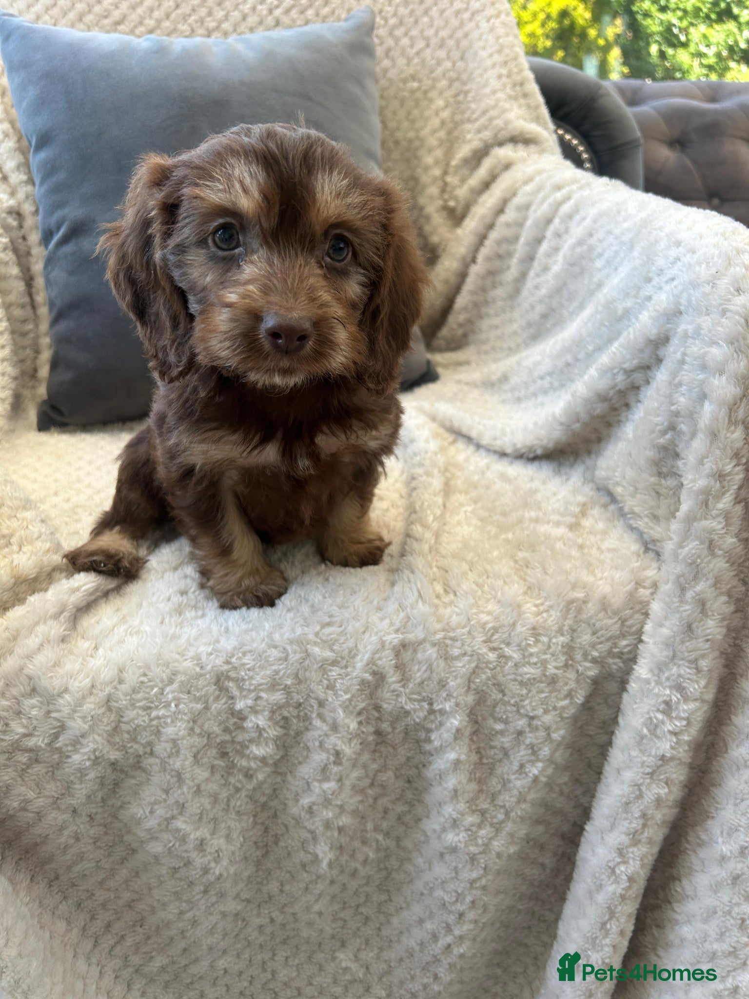 Cockapoo dogs F1 cockapoo puppies - Advert 1