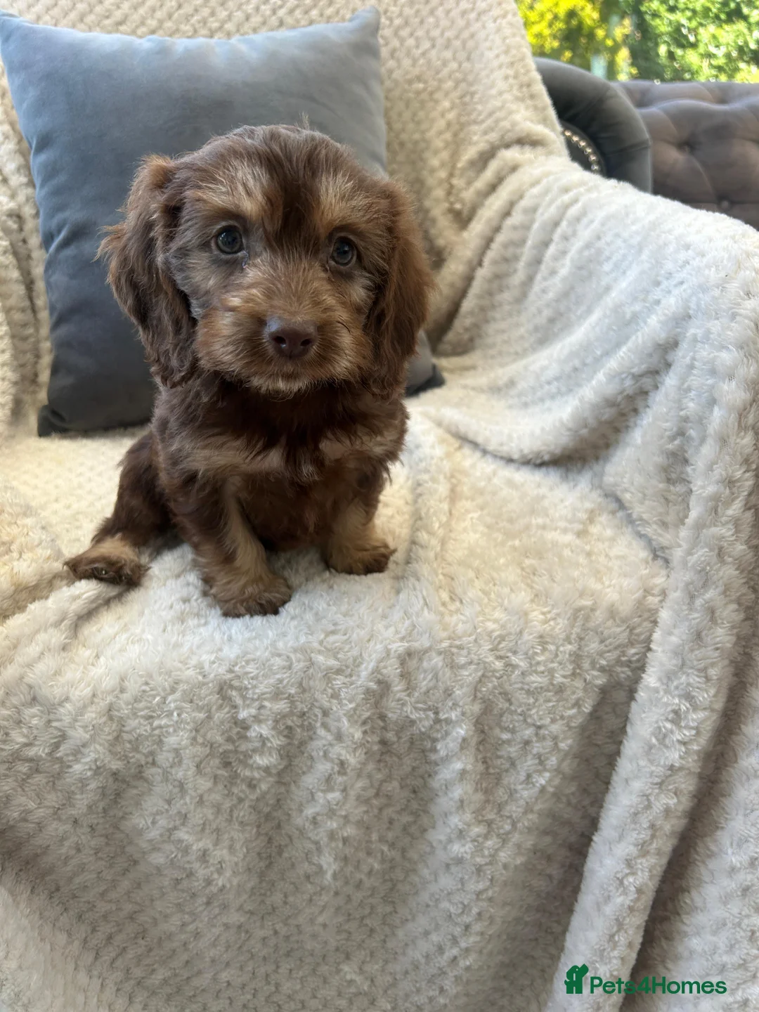 Cockapoo dogs for sale: F1 cockapoo puppies - Advert 1