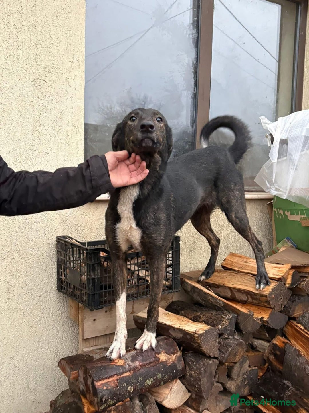 Mixed Breed dogs for adoption: Bonnie (Bokri) Norwich Norfolk  - Advert 13