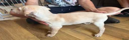 Lurcher dogs for sale: Lurcher pups  - Advert 9