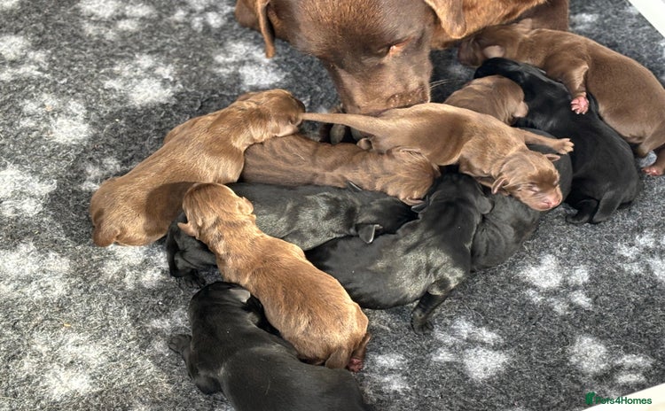 Labrador Retriever dogs - Advert 3