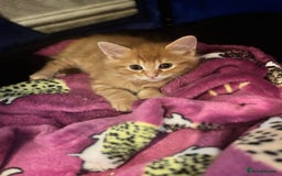 Mixed Breed cats for sale: Two beautiful litters 2 days apart  - Image 6