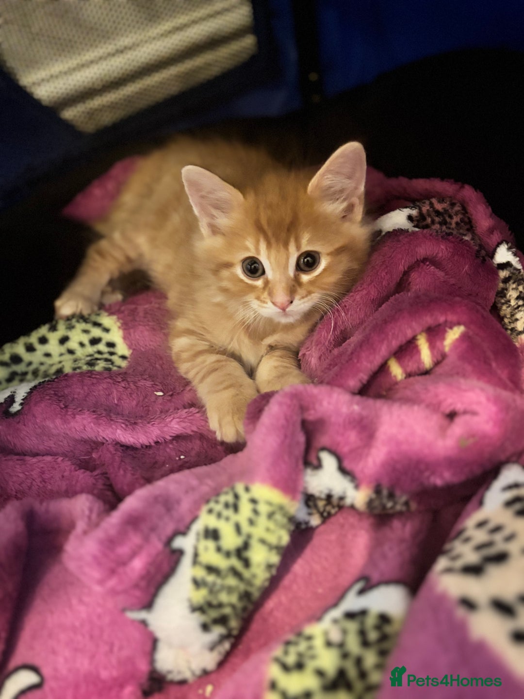 Mixed Breed cats for sale: Two beautiful litters 2 days apart  - Image 6