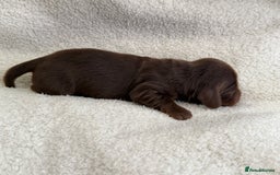 Miniature Dachshund dogs for sale: Miniature Smooth-Coat Dachshund  - Image 4