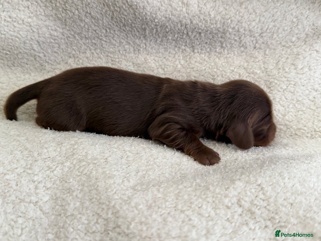 Miniature Dachshund dogs for sale: Miniature Smooth-Coat Dachshund  - Image 4