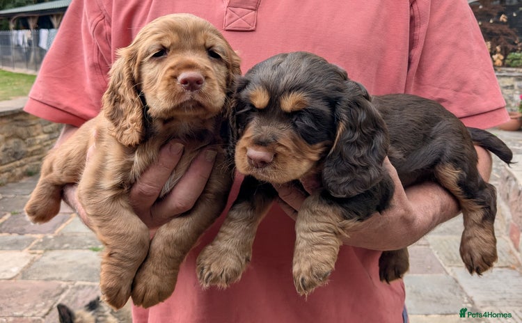 Cocker Spaniel dogs - Advert 1