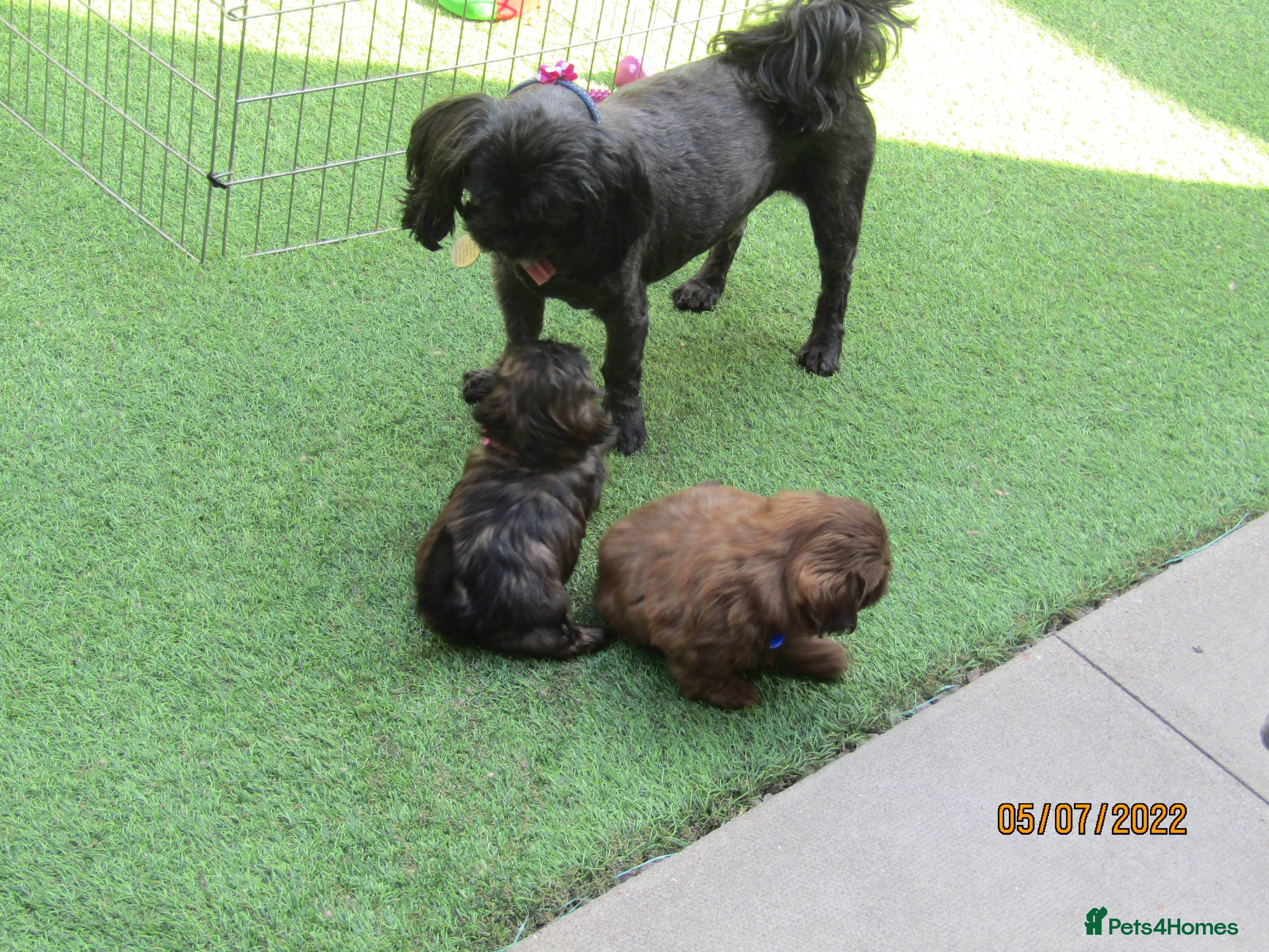 Shih Tzu dogs KC Black Zorro for stud - Advert 9