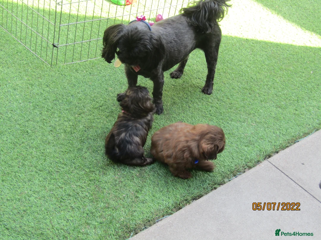 Shih Tzu dogs for stud: Bailey for stud in Spalding - Advert 20