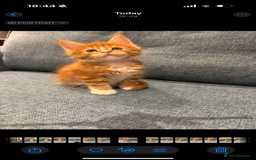 Maine Coon cats for sale: Maine Coon Kittens - Image 26