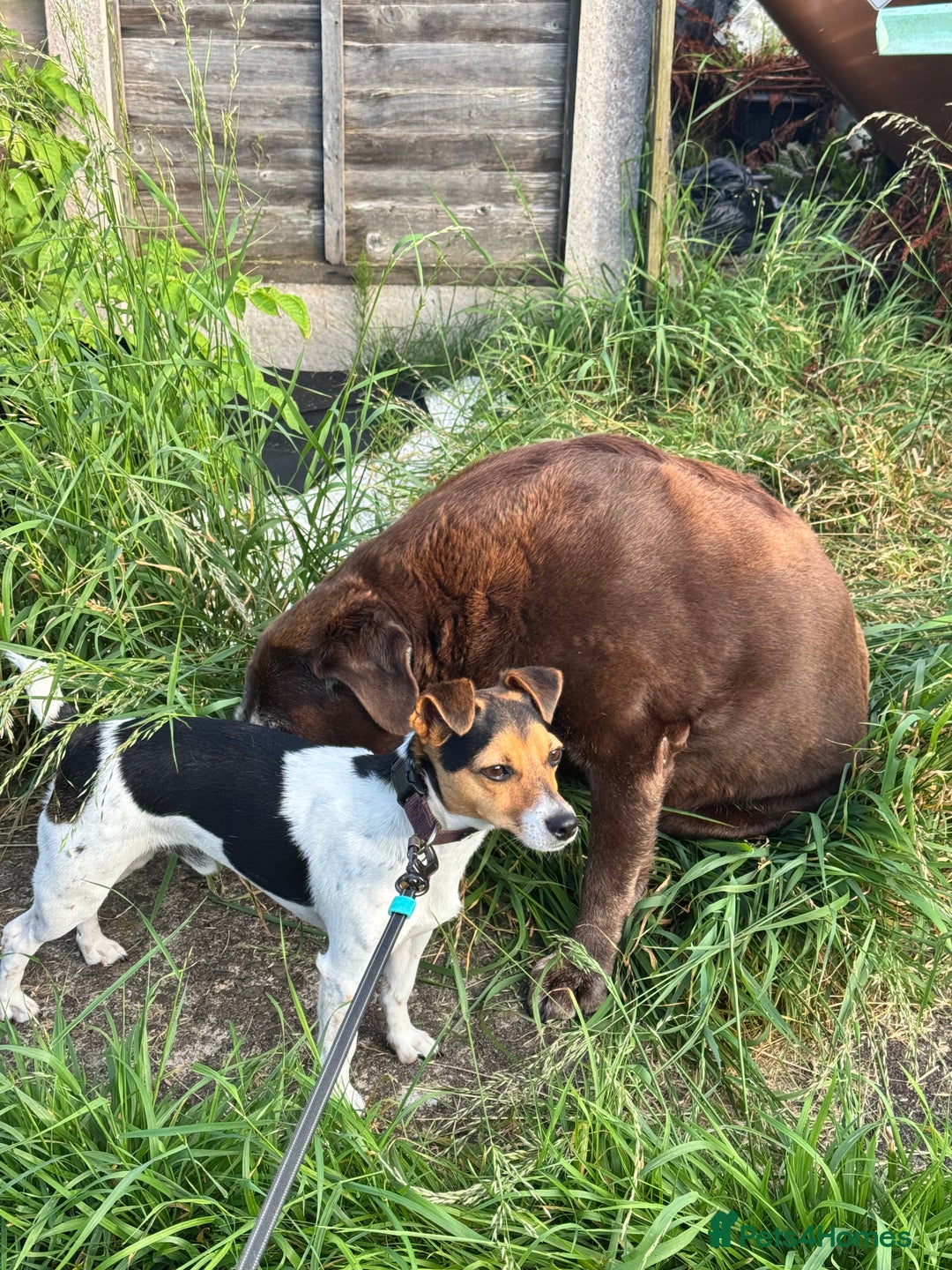 Jack Russell dogs for sale: 2yr old JRT **PLEASE read description** - Image 10