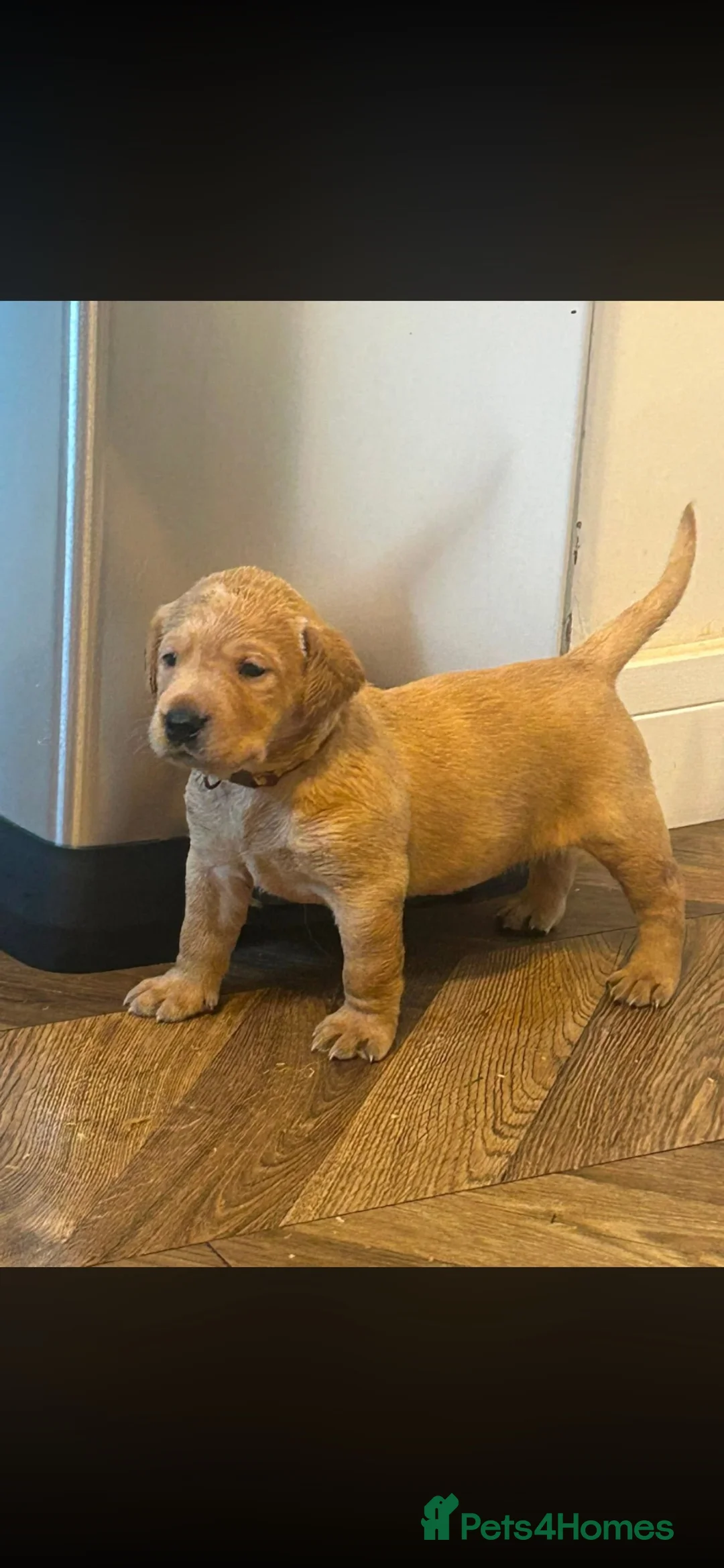 Labrador Retriever dogs for sale:  KC reg 12 lab puppies for sale  - Advert 2