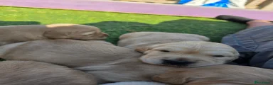 Golden Retriever 5