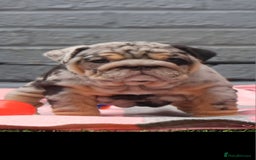 English Bulldog dogs for sale: Exceptional English Bulldog Puppies - Image 2